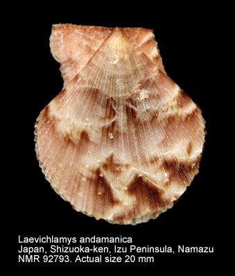 Laevichlamys andamanica.jpg - Laevichlamys andamanica (Preston,1908)
